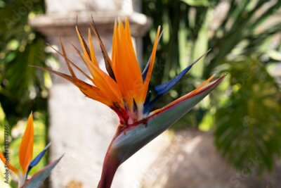 Papier peint  Tropical flower strelitzia, bird of paradise, Madeira island, Funchal, Portugal