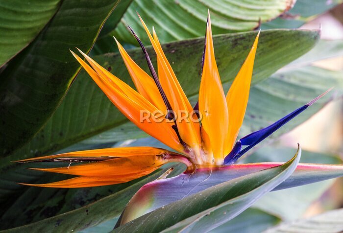 Papier peint  Tropical flower strelitzia, bird of paradise, Madeira island, Funchal, Portugal