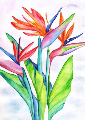 Papier peint  Tropical flower strelitzia drawing