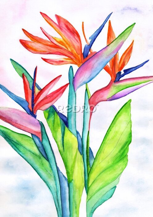 Papier peint  Tropical flower strelitzia drawing