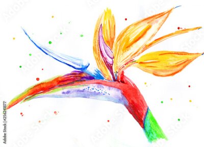 Papier peint  Tropical flower Strelitzia. Drawing watercolor by hand