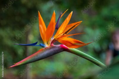 Papier peint  Tropical flower strelitzia or bird of paradise