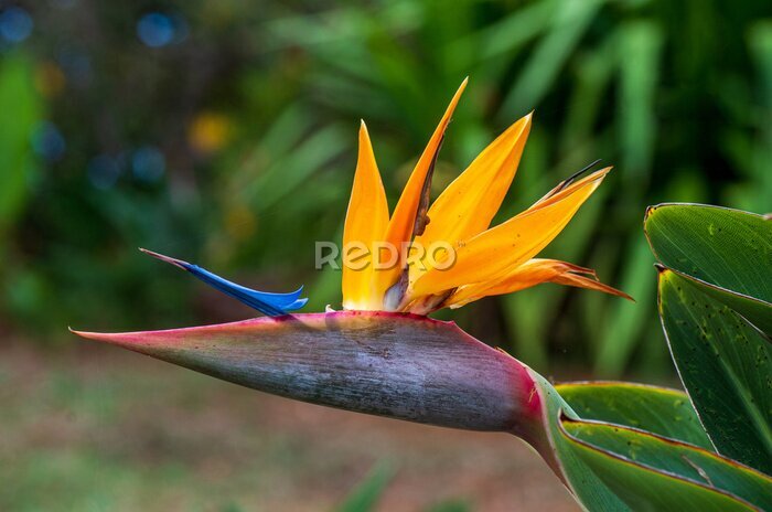Papier peint  Tropical flower strelitzia or bird of paradise