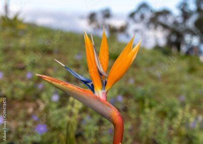 Papier peint  Tropical flower strelitzia or bird of paradise on Madeira Island,  Portugal.