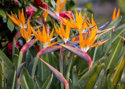 Papier peint  Tropical flower strelitzia or bird of paradise on Madeira Island,  Portugal.