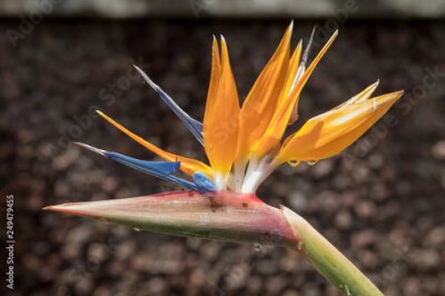 Papier peint  Tropical flower strelitzia or bird of paradise on Madeira Island,  Portugal.
