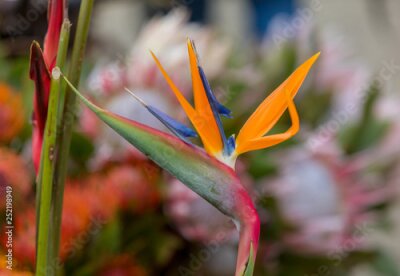 Papier peint  Tropical flower strelitzia or bird of paradise on Madeira Island,  Portugal.