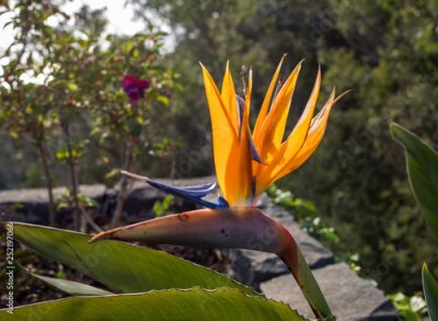 Papier peint  Tropical flower strelitzia or bird of paradise on Madeira Island,  Portugal.