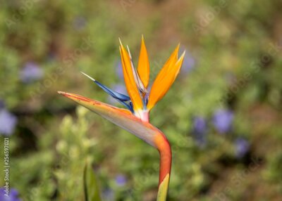 Papier peint  Tropical flower strelitzia or bird of paradise on Madeira Island,  Portugal.