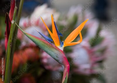 Papier peint  Tropical flower strelitzia or bird of paradise on Madeira Island,  Portugal.