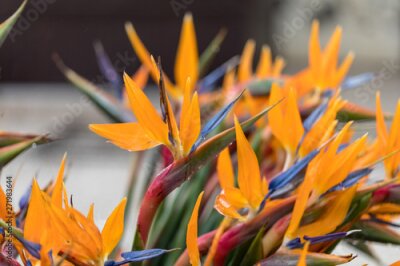 Papier peint  Tropical flower strelitzia or bird of paradise on Madeira Island,  Portugal.