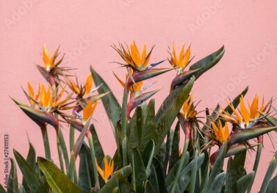 Papier peint  Tropical flower strelitzia or bird of paradise on Madeira Island,  Portugal.