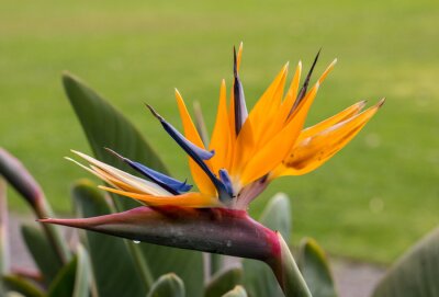 Papier peint  Tropical flower strelitzia or bird of paradise on Madeira Island,  Portugal.