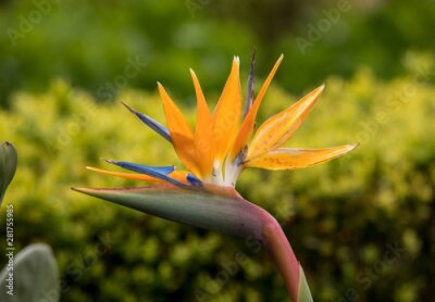 Papier peint  Tropical flower strelitzia or bird of paradise on Madeira Island,  Portugal.