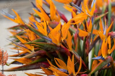 Papier peint  Tropical flower strelitzia or bird of paradise on Madeira Island,  Portugal.