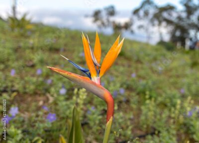 Papier peint  Tropical flower strelitzia or bird of paradise on Madeira Island,  Portugal.