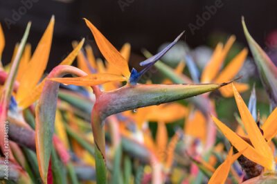 Papier peint  Tropical flower strelitzia or bird of paradise on Madeira Island,  Portugal.