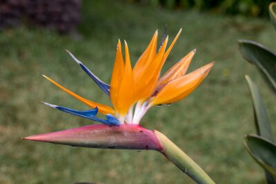 Papier peint  Tropical flower strelitzia or bird of paradise on Madeira Island,  Portugal.