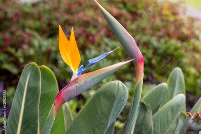 Papier peint  Tropical flower strelitzia or bird of paradise on Madeira Island,  Portugal.