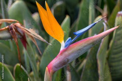 Papier peint  Tropical flower strelitzia or bird of paradise on Madeira Island,  Portugal.