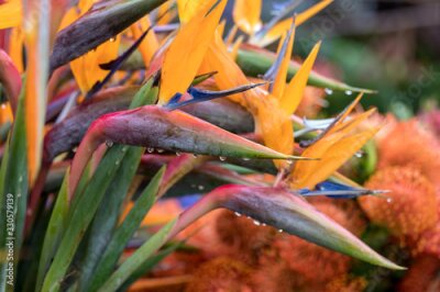 Papier peint  Tropical flower strelitzia or bird of paradise on Madeira Island,  Portugal.