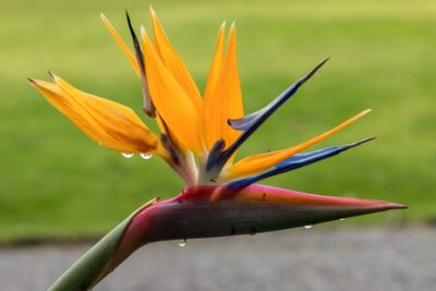 Papier peint  Tropical flower strelitzia or bird of paradise on Madeira Island,  Portugal.