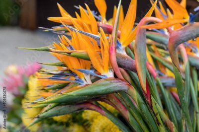 Papier peint  Tropical flower strelitzia or bird of paradise on Madeira Island,  Portugal.