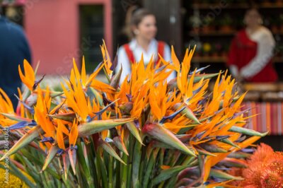 Papier peint  Tropical flower strelitzia or bird of paradise on Madeira Island,  Portugal.