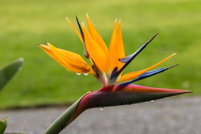 Papier peint  Tropical flower strelitzia or bird of paradise on Madeira Island,  Portugal.
