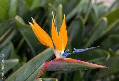 Papier peint  Tropical flower strelitzia or bird of paradise on Madeira Island,  Portugal.