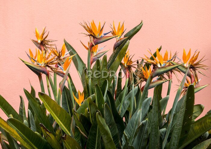 Papier peint  Tropical flower strelitzia or bird of paradise on Madeira Island,  Portugal.