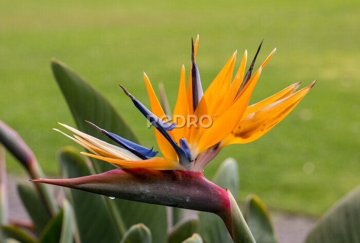 Papier peint  Tropical flower strelitzia or bird of paradise on Madeira Island,  Portugal.