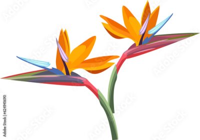 Papier peint  tropical flower. Strelitzia orange tropical flower. Exotic tropical Strelitzia flower or bird of paradise.realistic style, transparent, png, flat, cartoon