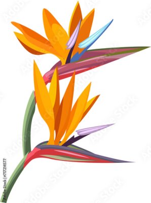 Papier peint  tropical flower. Strelitzia orange tropical flower. Exotic tropical Strelitzia flower or bird of paradise.realistic style, transparent, png, flat, cartoon