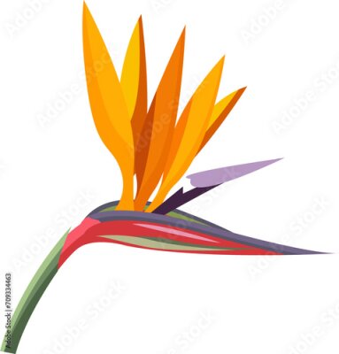 Papier peint  tropical flower. Strelitzia orange tropical flower. Exotic tropical Strelitzia flower or bird of paradise.realistic style, transparent, png, flat, cartoon