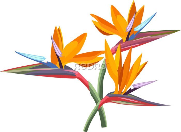 Papier peint  tropical flower. Strelitzia orange tropical flower. Exotic tropical Strelitzia flower or bird of paradise.realistic style, transparent, png, flat, cartoon