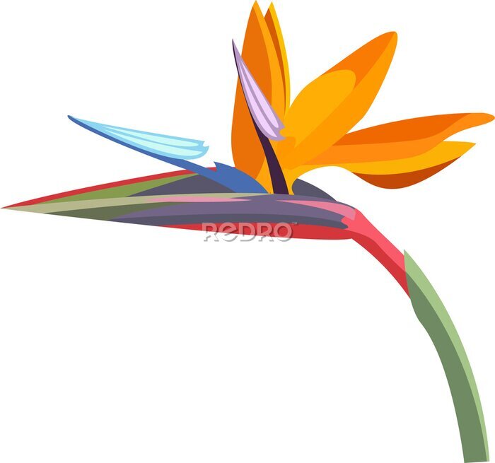 Papier peint  tropical flower. Strelitzia orange tropical flower. Exotic tropical Strelitzia flower or bird of paradise.realistic style, transparent, png, flat, cartoon