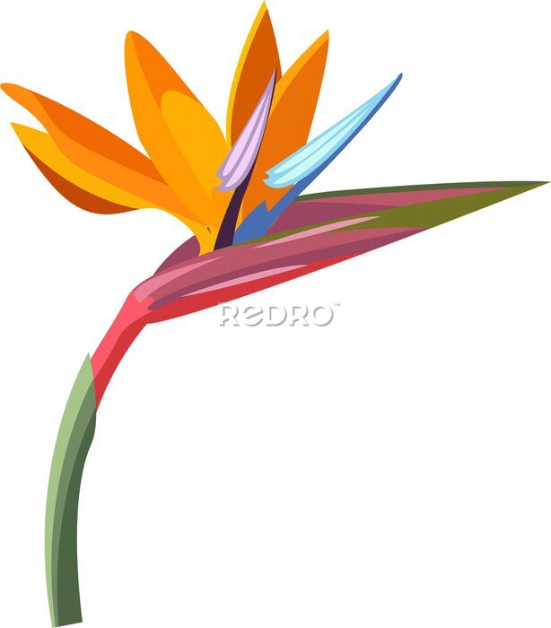Papier peint  tropical flower. Strelitzia orange tropical flower. Exotic tropical Strelitzia flower or bird of paradise.realistic style, transparent, png, flat, cartoon
