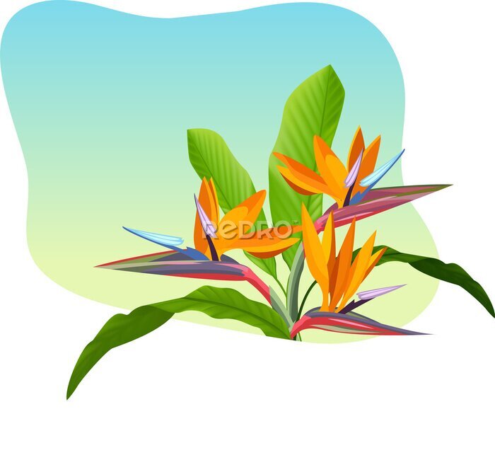 Papier peint  tropical flower. Strelitzia orange tropical flower. Exotic tropical Strelitzia flower or bird of paradise.realistic style, transparent, png, flat, cartoon