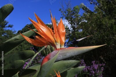 Papier peint  tropical Flower Strelitzia reginae, blossom, australia, down under 