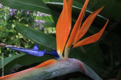 Papier peint  tropical Flower Strelitzia reginae, blossom, australia, down under 
