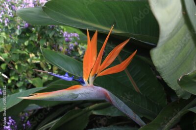 Papier peint  tropical Flower Strelitzia reginae, blossom, australia, down under 
