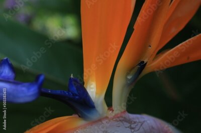 Papier peint  tropical Flower Strelitzia reginae, blossom, australia, down under 
