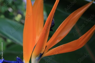 Papier peint  tropical Flower Strelitzia reginae, blossom, australia, down under 