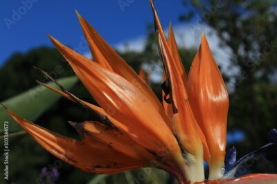 Papier peint  tropical Flower Strelitzia reginae, blossom, australia, down under 