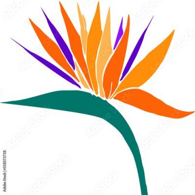 Papier peint  Tropical flower Strelitzia Reginae. Crane flower. Exotic plant Bird of paradise hand drawn flat vector illustration