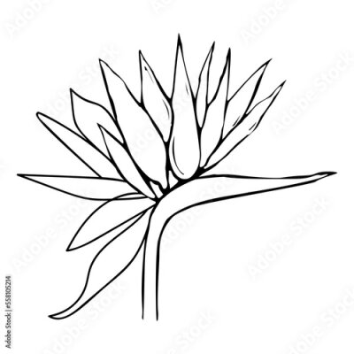 Papier peint  Tropical flower Strelitzia Reginae. Crane flower. Exotic plant Bird of paradise hand drawn line vector illustration