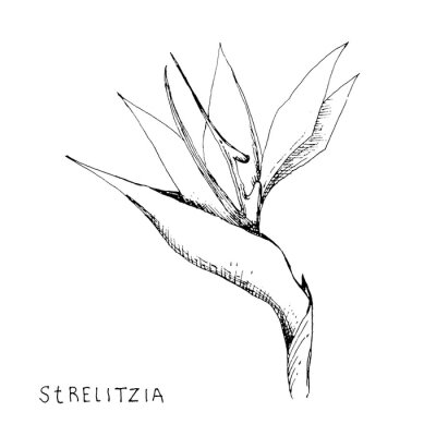 Papier peint  Tropical flower strelitzia sketch illustration. Hand drawn outline exotic tropic nature and floral  design elements.  Isolated on white background.