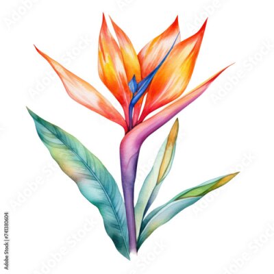 Papier peint  Tropical flower, watercolor strelitzia isolated on a transparent background, png