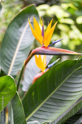 Papier peint  Tropical flowering plant. flower Bird of paradise Strelitzia Reginae blossom in botanic garden. Earth Day